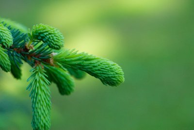 Picea mariana 'Aurea' - smrk černý - jehlice